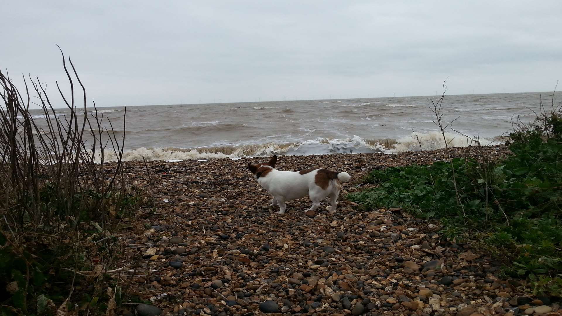 Bob Bounds' dog Fergus on the beach