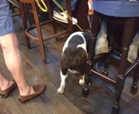 Thistle, the working spaniel, wouldn’t stand still long enough for me to take his picture – then, just when I got him into focus, someone dropped a crisp at the bar!