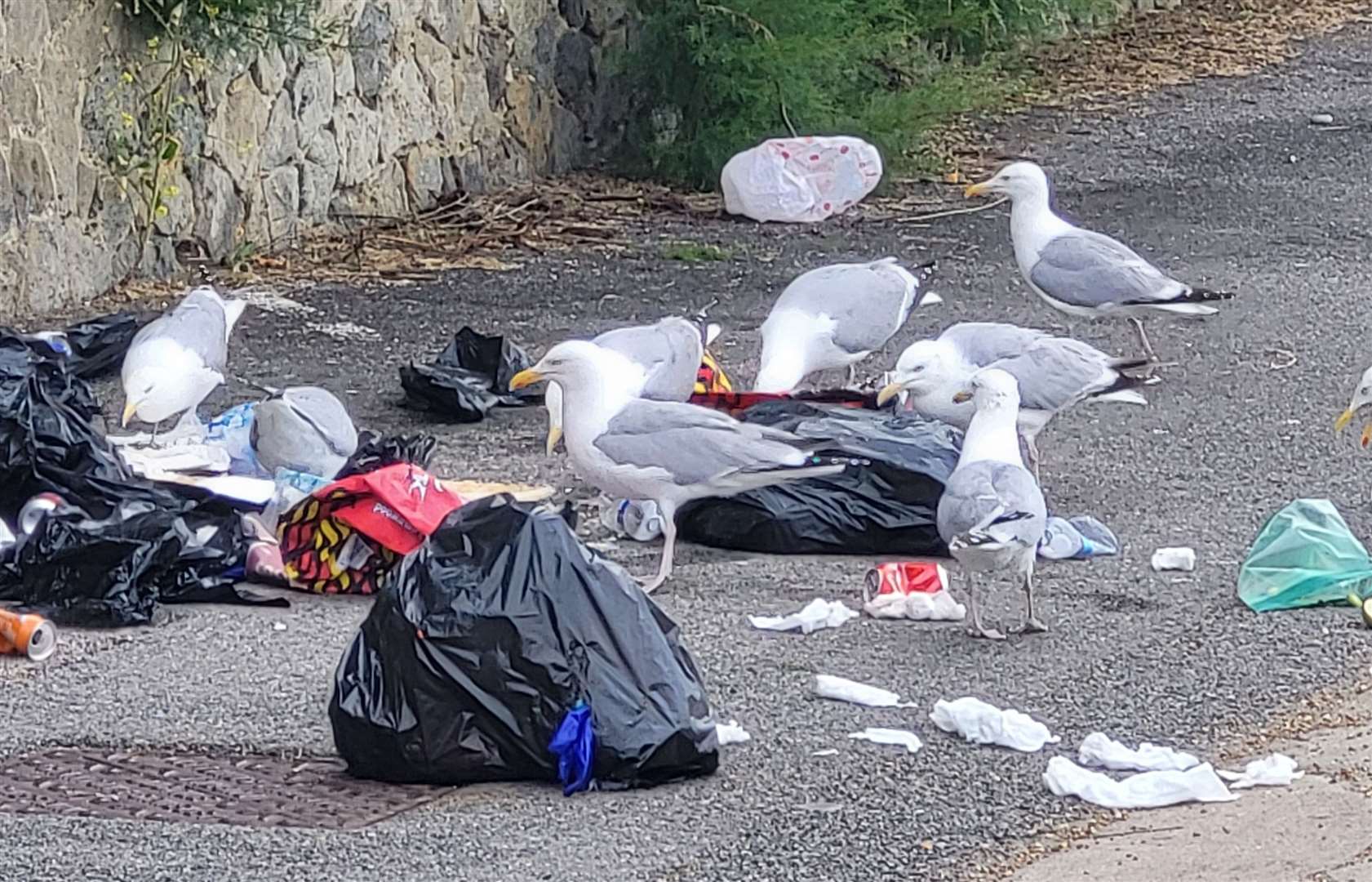 We don’t help - but seagulls spread it about. Picture: Liam Godfrey