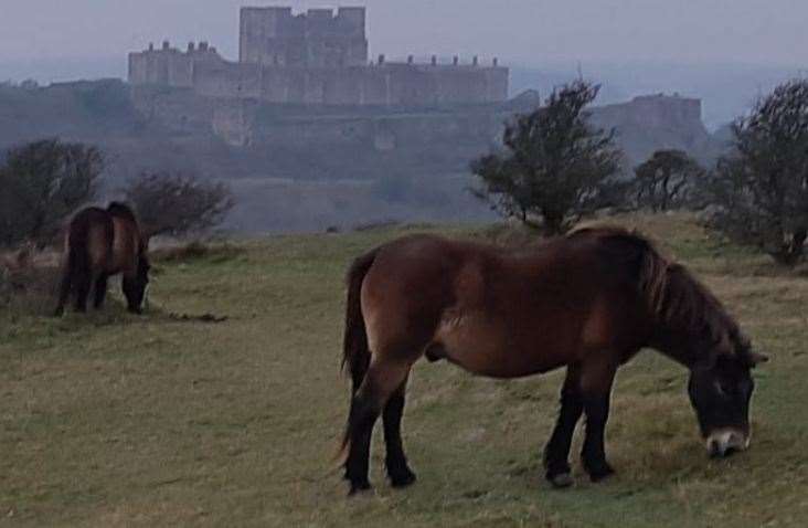 Exmoor ponies on the White Cliffs with Dover Castle in the background