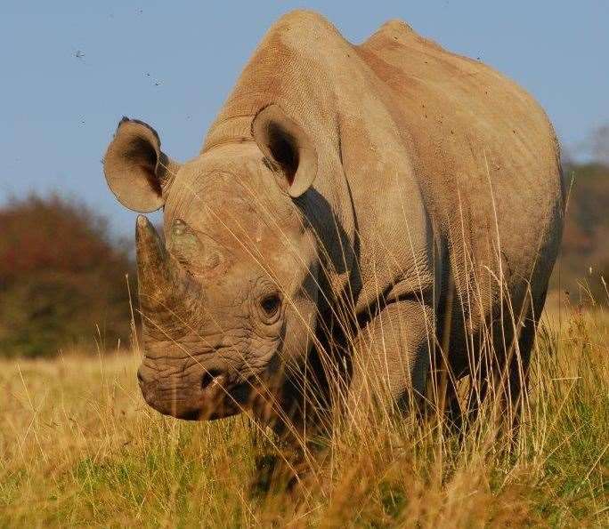 Zambezi at Port Lympne ahead of his journey to Tanzania