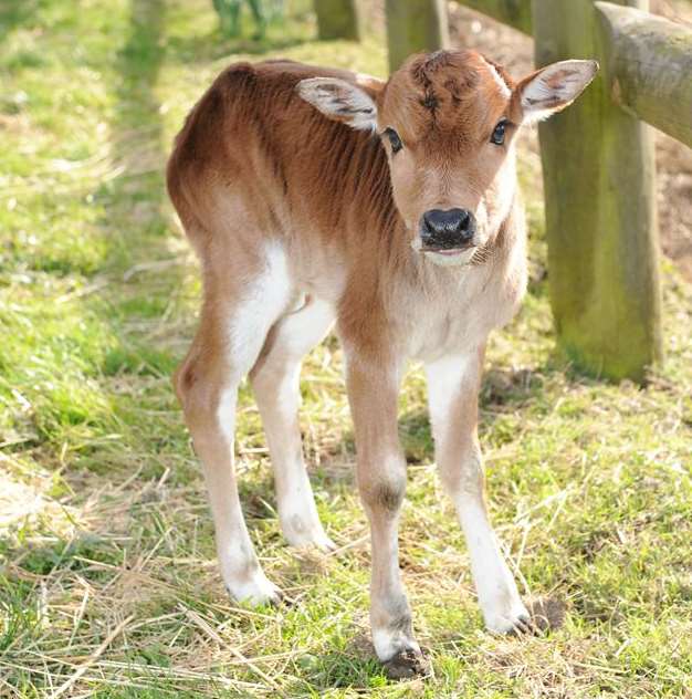 Dave the zebu