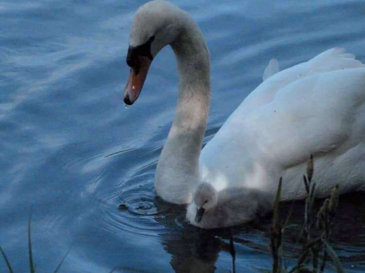 Visitors spotted the proud pen with her babies. Picture: Capstone Farm Country Park