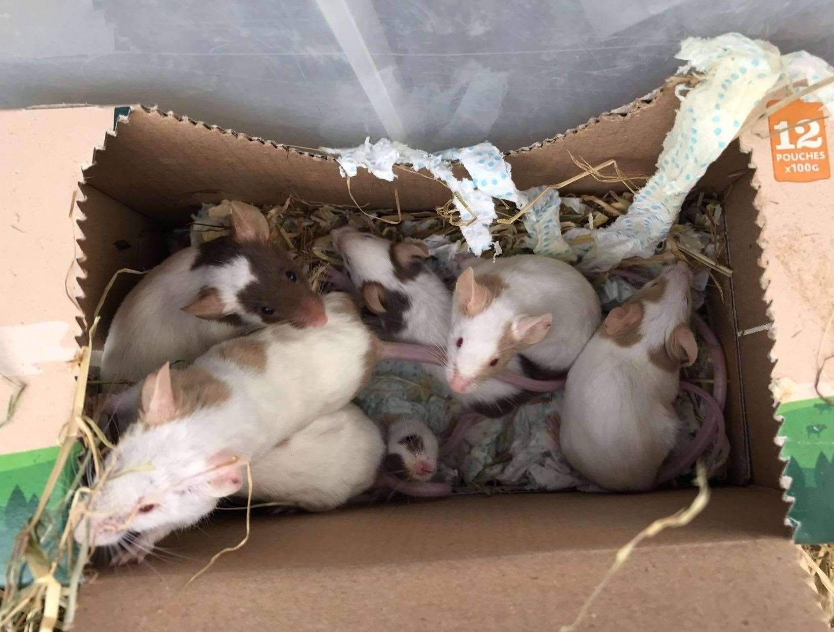 A group of 34 abandoned mice are on the look-out for a new home. Picture: RSPCA