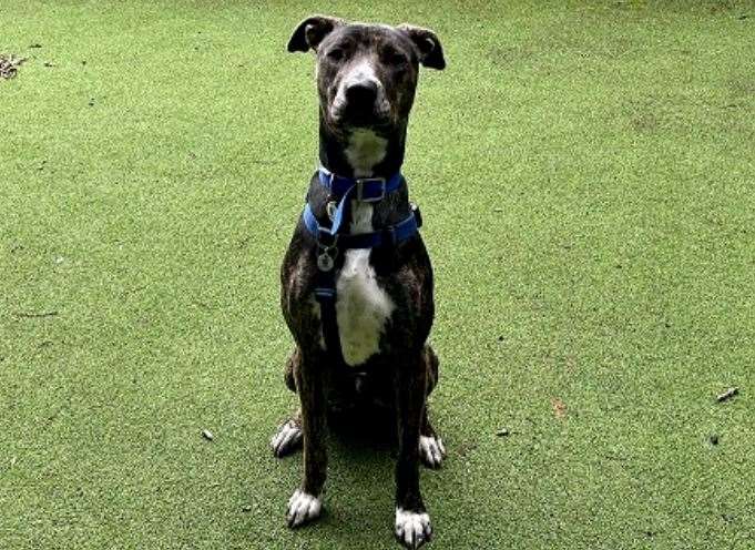 Staff at Battersea Brands Hatch named him after the Formula 1 driver Max Verstappen. Picture: Battersea