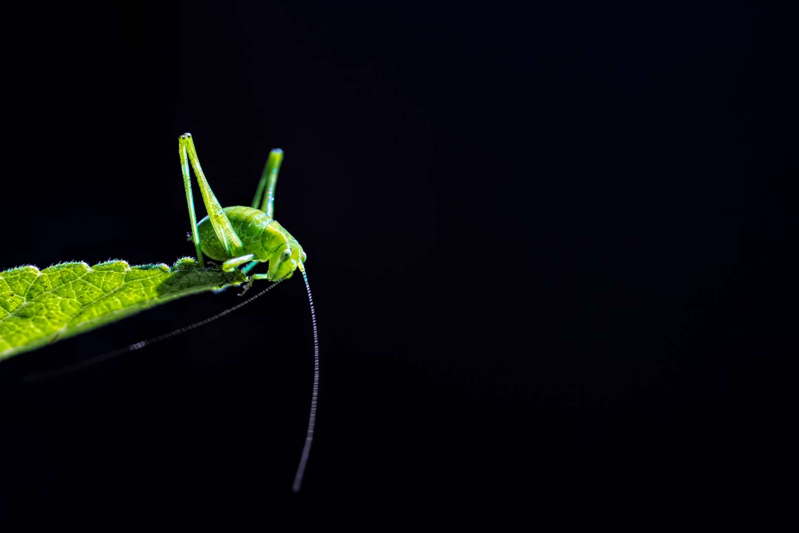 Glowing Green won the youth competition (Elliot Connor/RHS/PA)