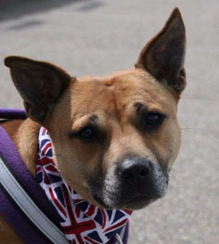 Esmae, an Akita-Staffy, aged 8 died after a trip to Minster Leas. Picture: Sarah Baker