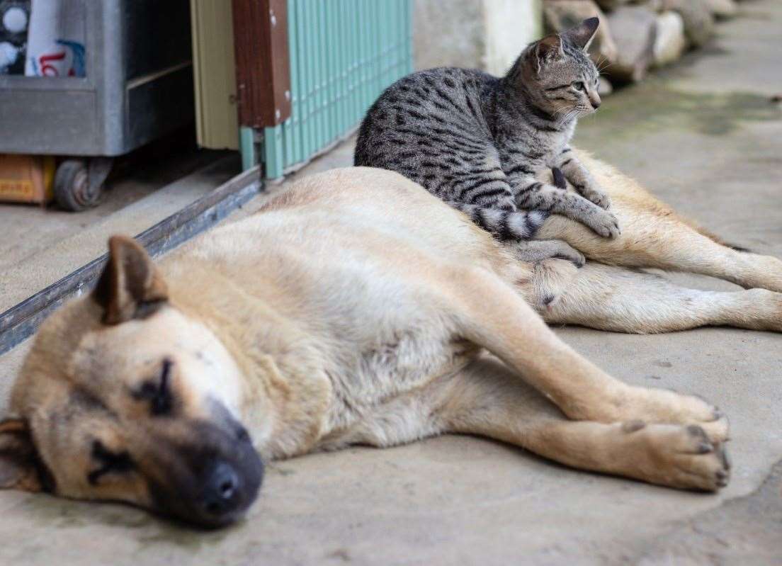 Dogs should be left at home during the hottest part of the day. Image: iStock.