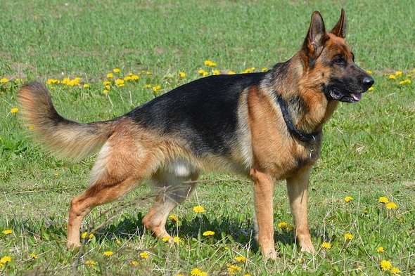 A German Shepherd. Stock image.