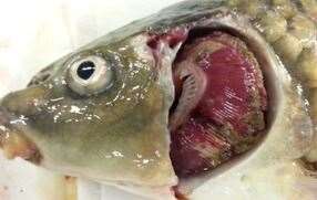 Koi Herpesvirus has been found in carp in the Gedges Lakes near Paddock Wood. Picture: Fish Health Inspectorate