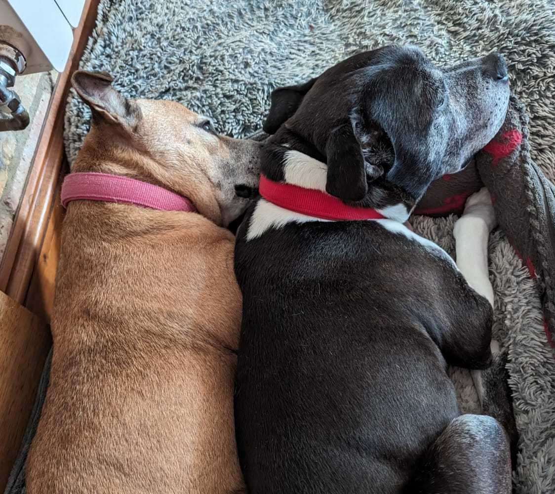 Esme and Romeo often cuddled up together before they died after a trip to Minster Leas. Picture: Jack Harris