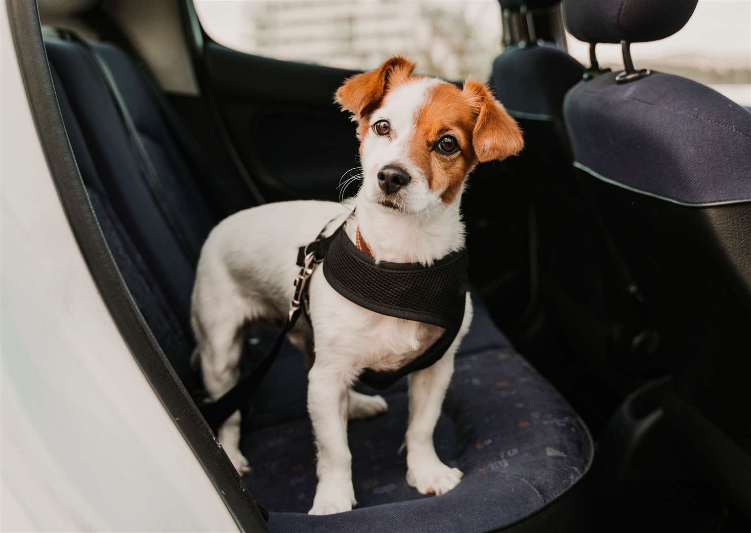 Most owners, says the RSPCA, now fully appreciate the dangers of hot cars. Photo: istock