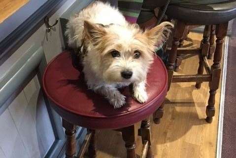 Dylan the dog got his own stool at the bar