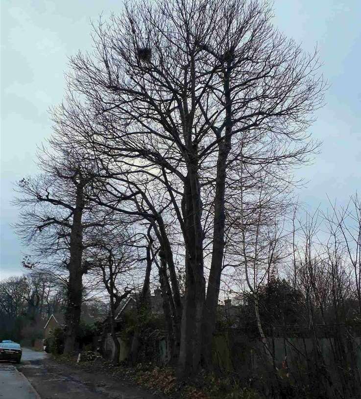 Residents have asked the council to trim the trees more consistently