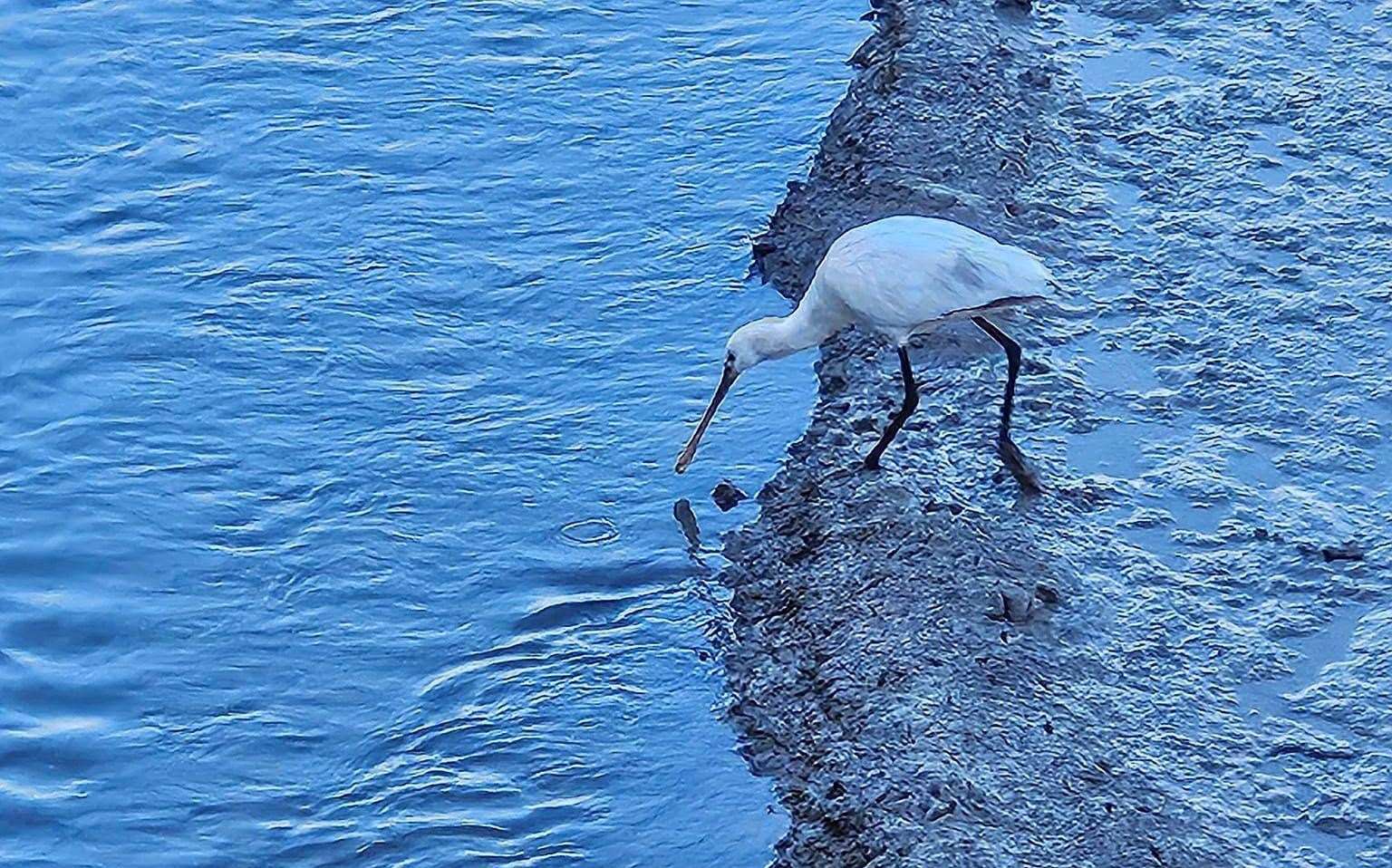 The tall white waterbirds are listed as a conservation concern in the UK. Picture: Jackie Boswell