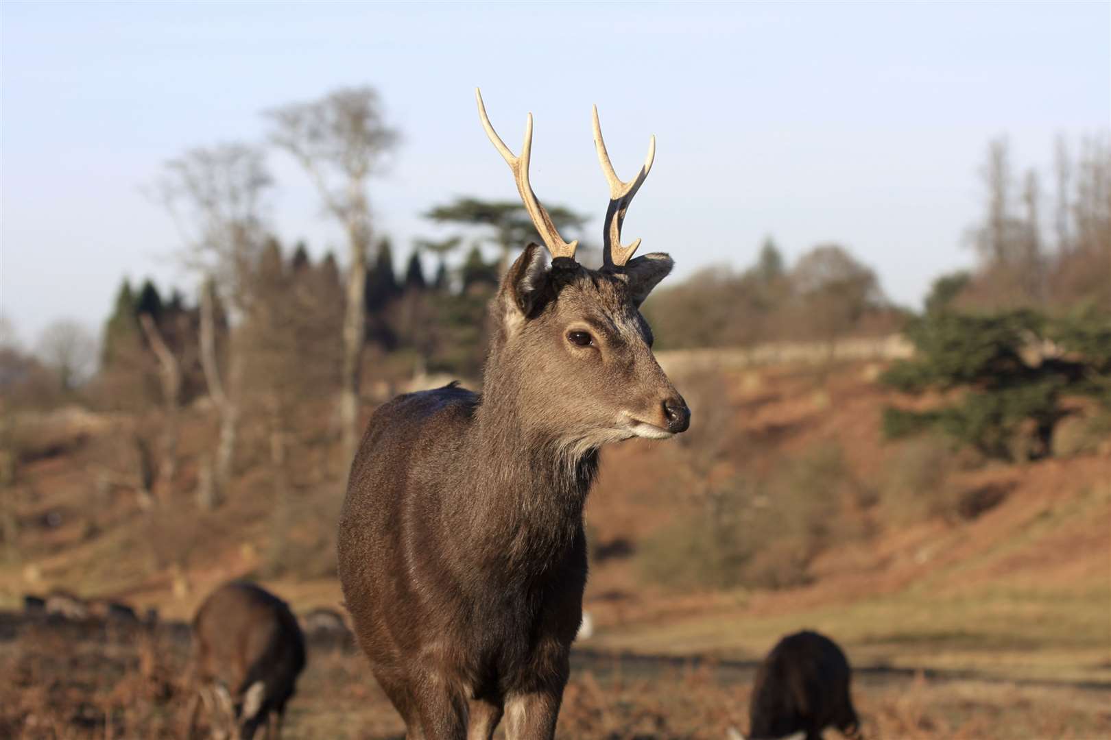 Knole Park lies just outside the town centre