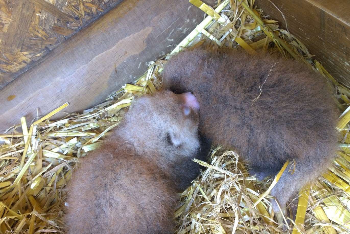 Mai Xlang the red panda has given birth to two babies at Wingham Wildlife Park.