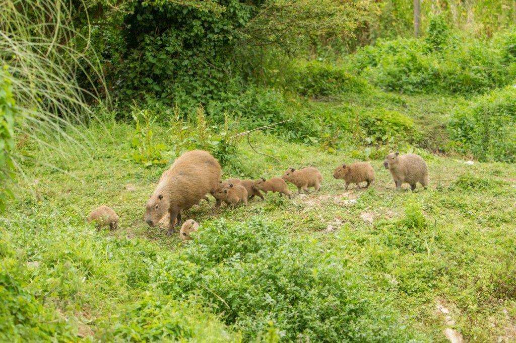 The new capybara at Port Lympne (3395808)