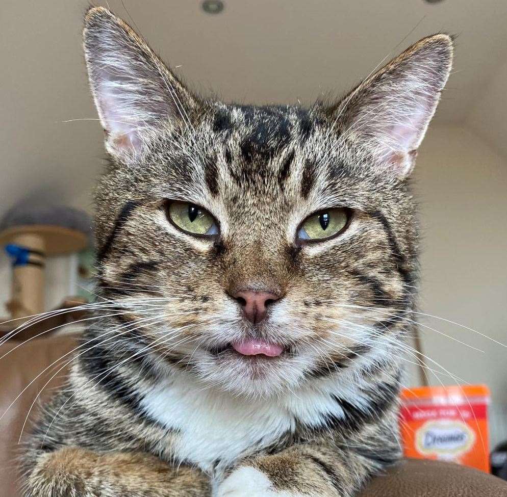 Stanley, the seven-year-old toothless cat found in an alley in Sheerness. Picture: Cats Protection