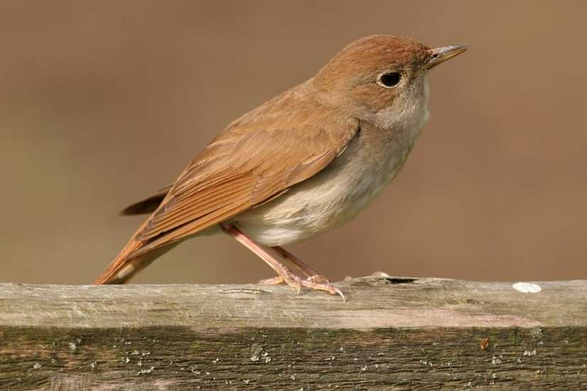 Rare nightingales have threatened development at Lodge Hill