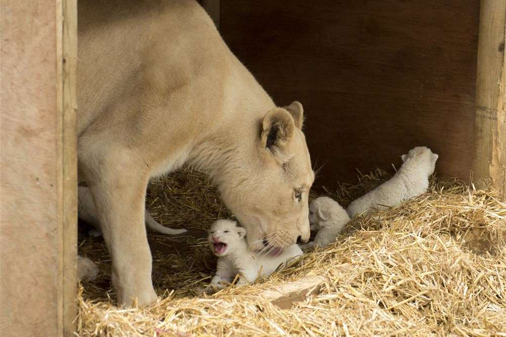 Mum Joy gives the cubs a wash. Picture: Andy Porter