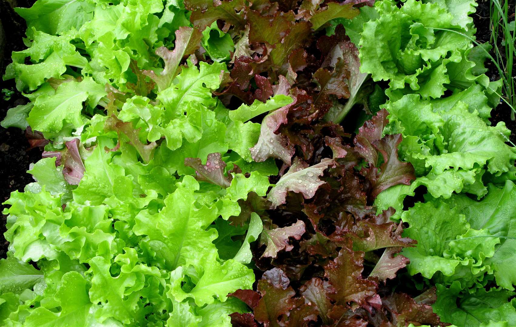 Lettuces do not mind being grown in a container (Stephen Kelly/PA)