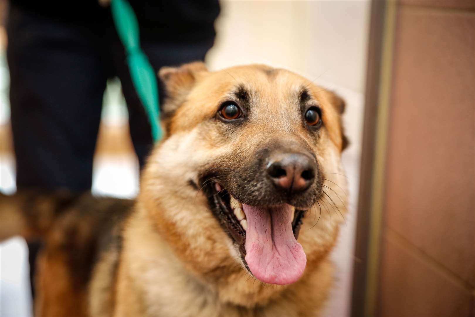 Ashford is the second area to be involved in the Community scheme to help pets like Rex. Picture: Matthew Walker