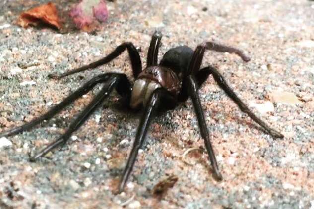 Matthew Field photographed and videoed the spider in Whitstable last year