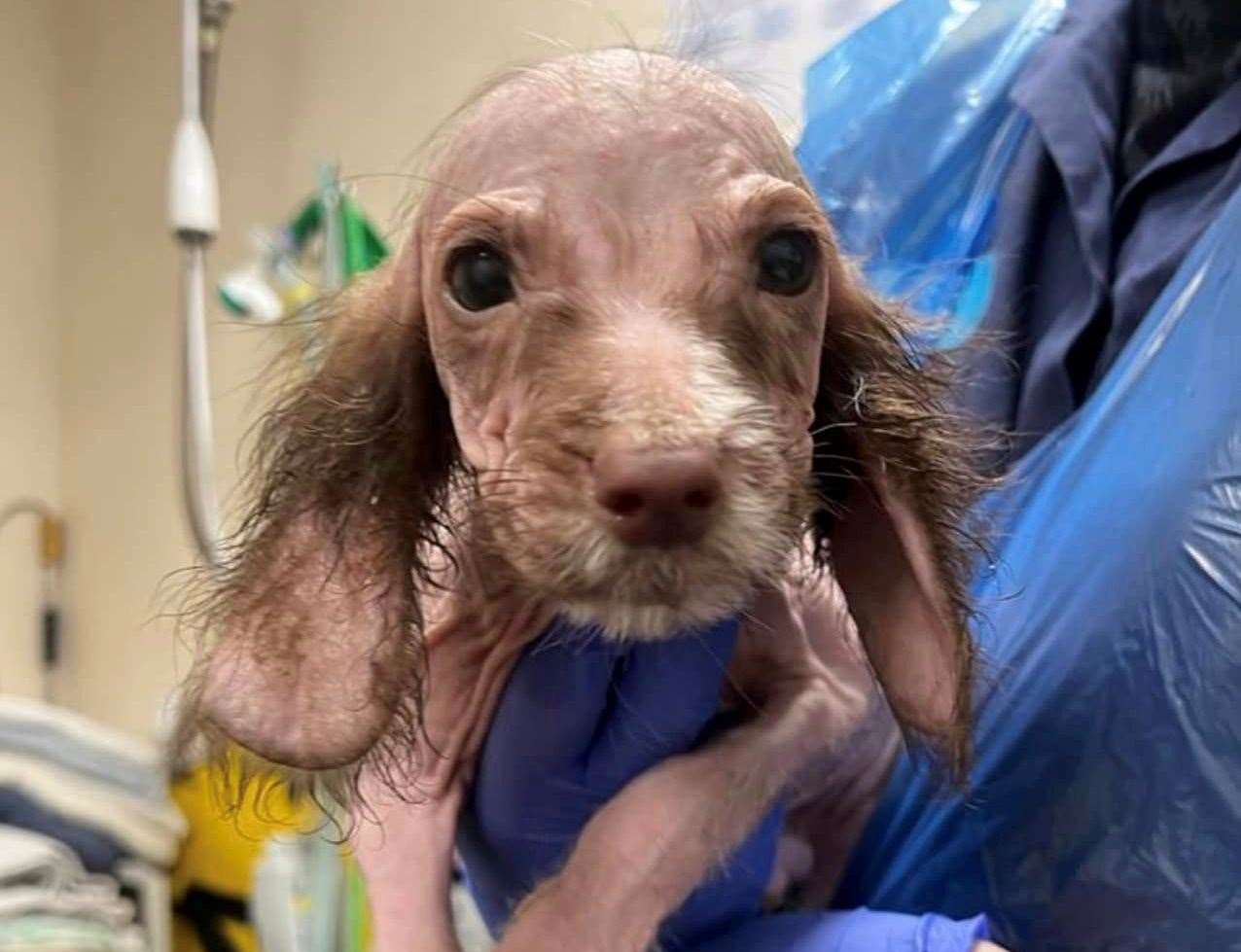 The spaniels have now been take in at the Herne Bay rescue. Picture: New Hope Animal Rescue