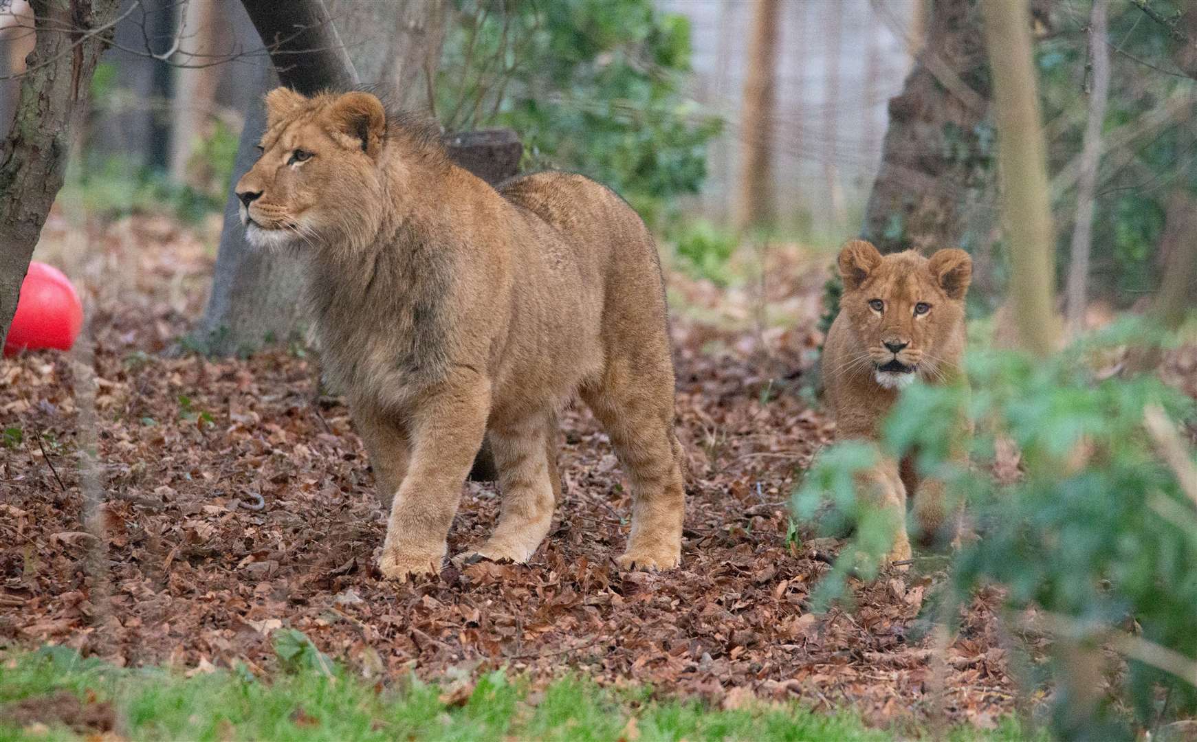 Azi and Zazu, two sibling lion cubs born in Kent, were sent to the Lover Lions Alive sanctuary in South Africa by the Aspinall Foundation. Picture: Howletts