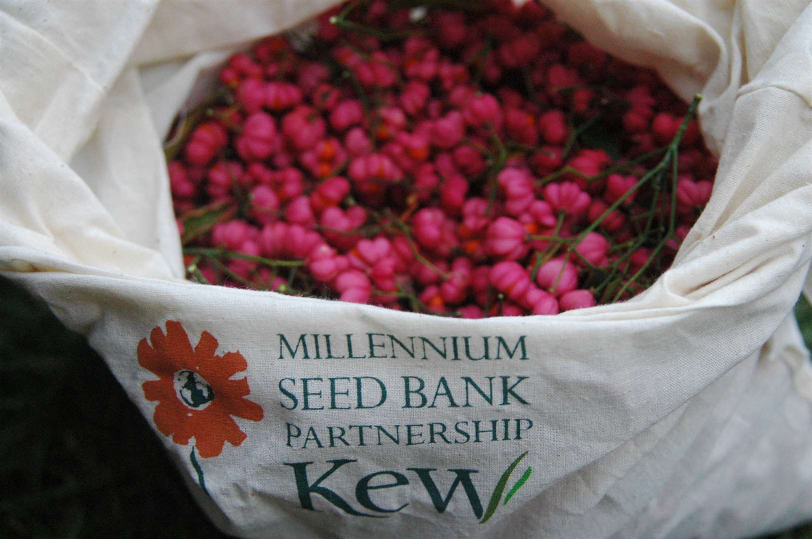 Spindle seeds have been collected as part of the project (RBG Kew/PA)