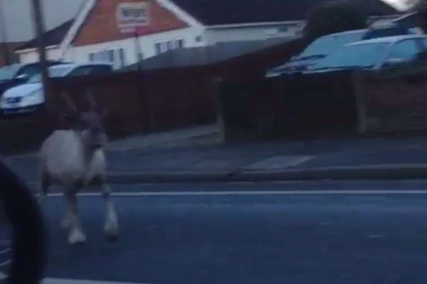 Prancer was on the loose in Loose, Maidstone