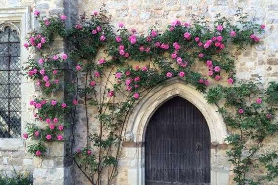 The winning climbing rose