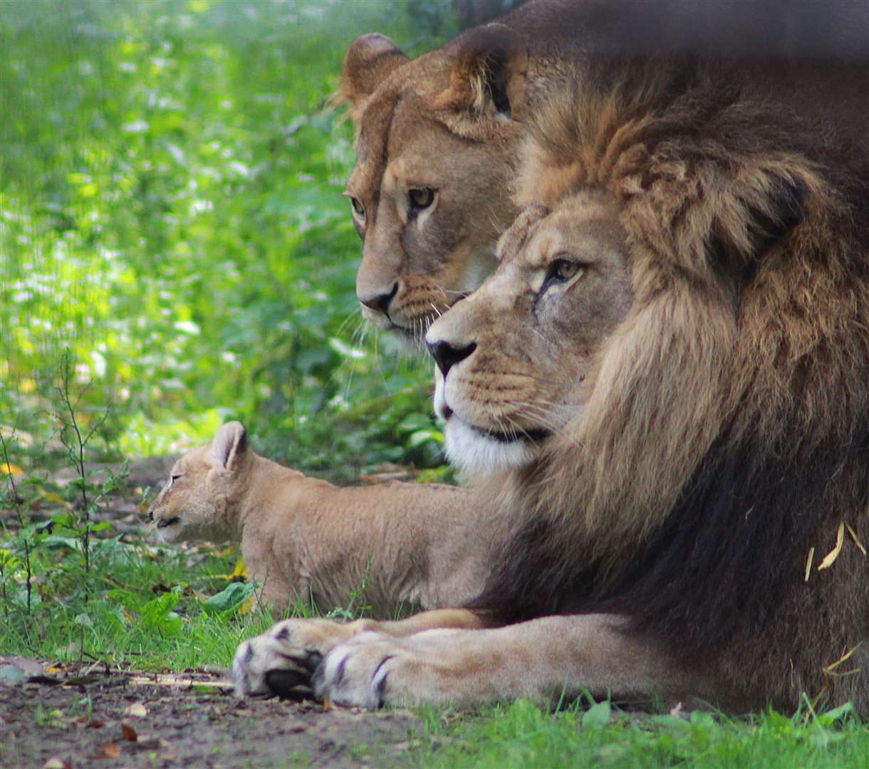 Lions at Port Lympne