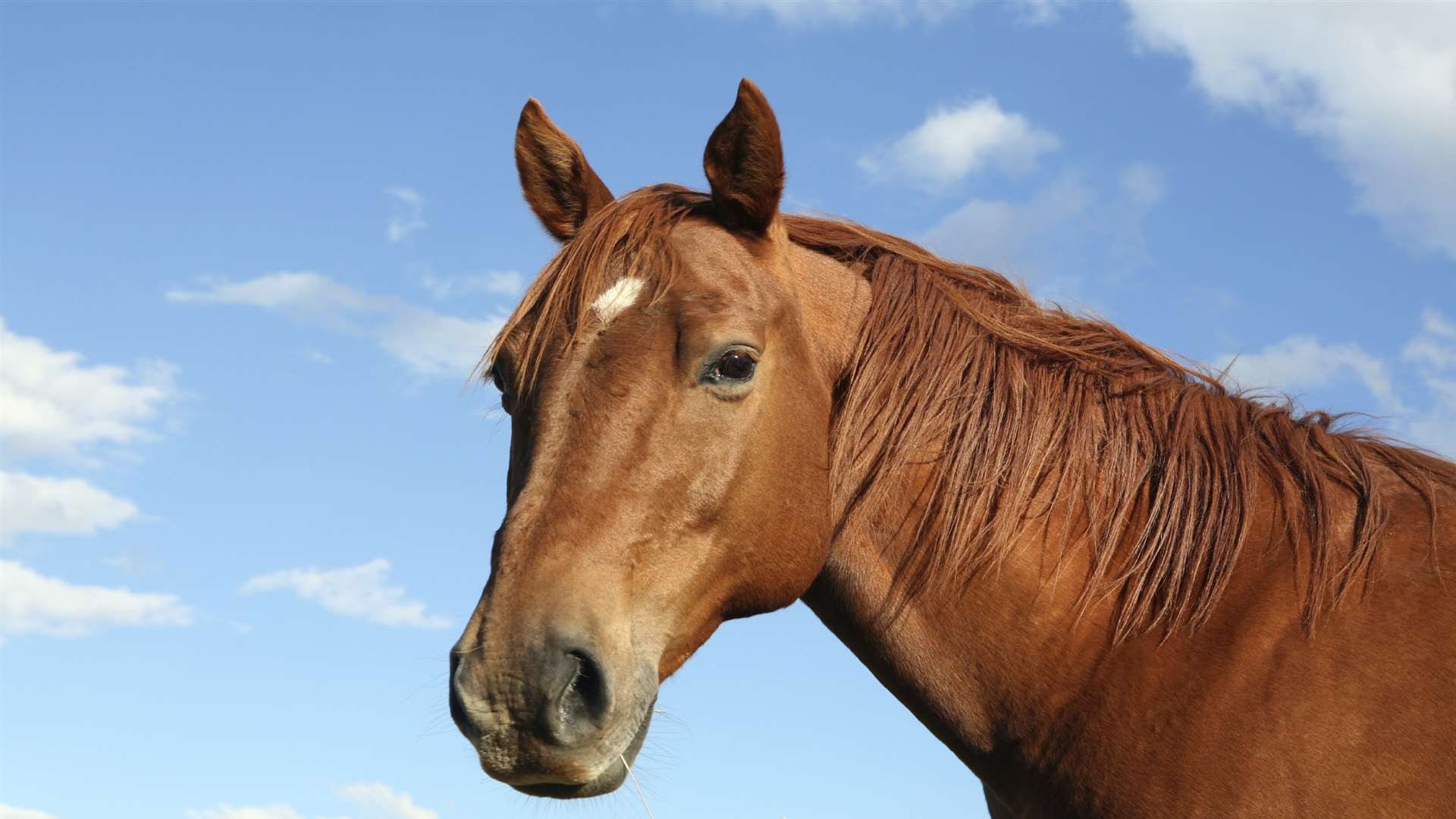 The woman was kicked in the head by the horse she was riding