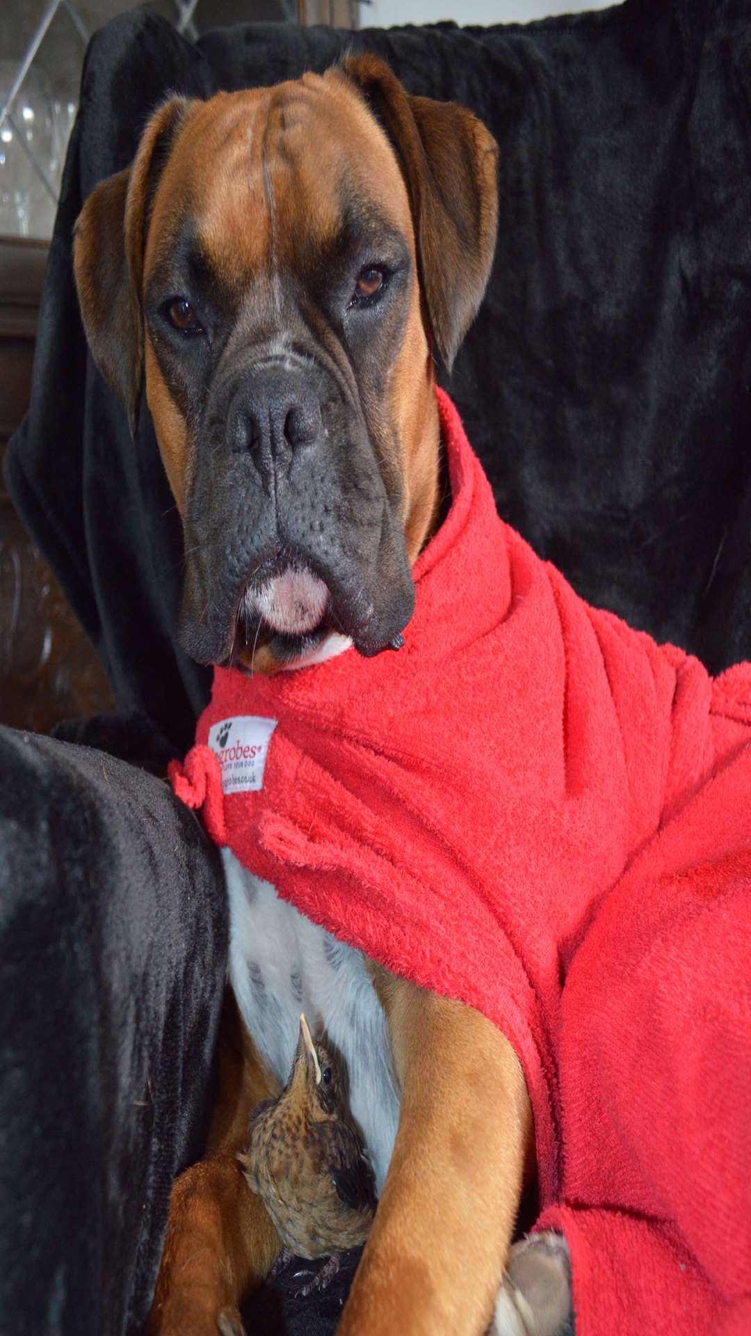 Two-year-old boxer dog Rusty has taken this little orphaned bird under his wing