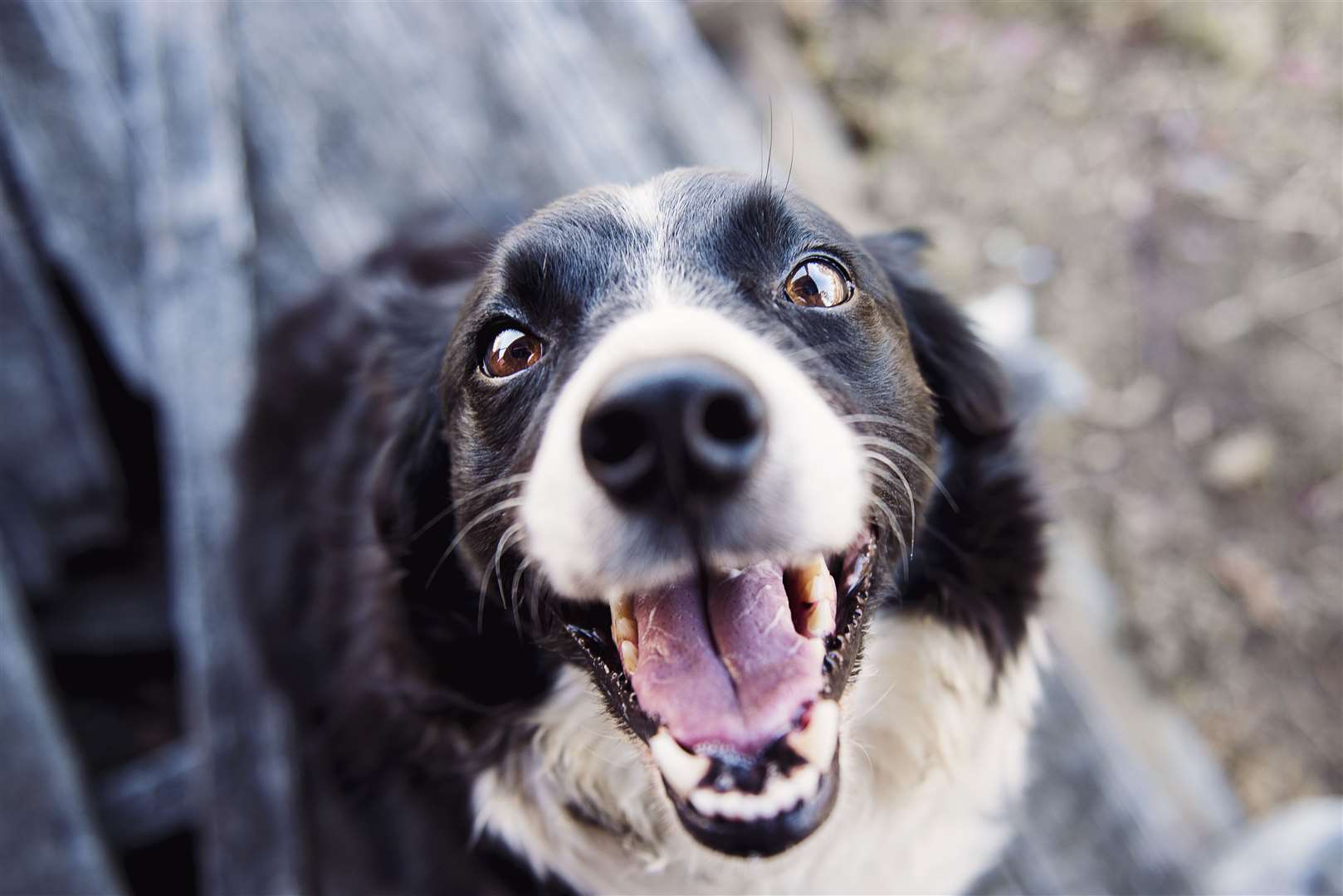 This years Google trends showed searches for ‘dog birthday cake recipes’ increased by 100%. Stock image