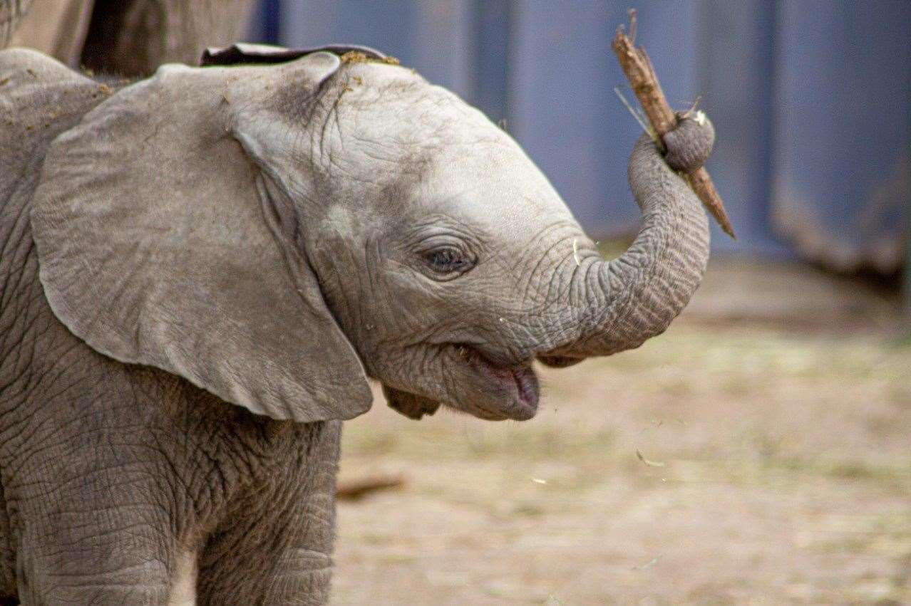 You can see elephants at Howletts