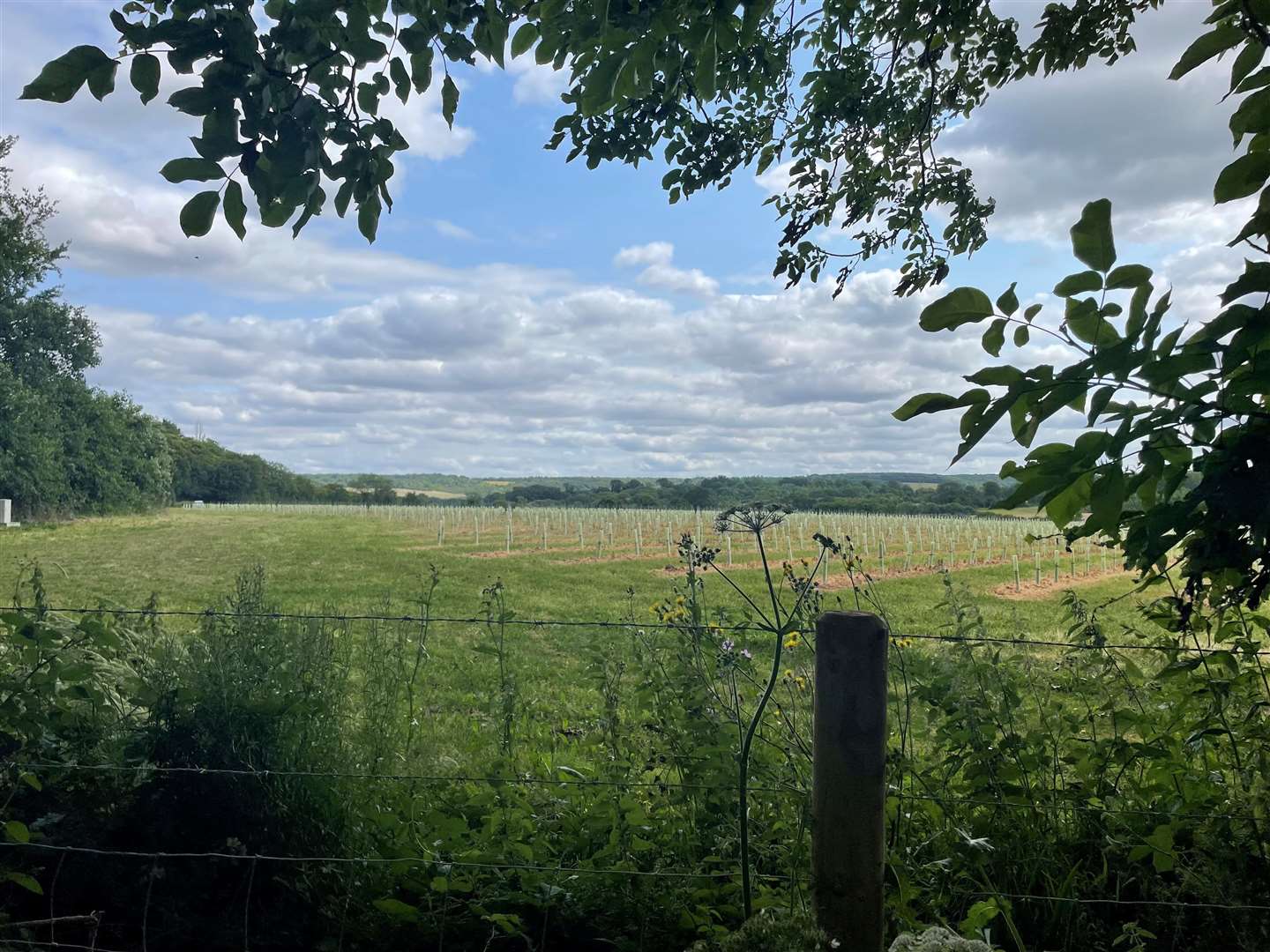 The view of the vineyard where the winery could be built from Elizabeth Rons' back garden