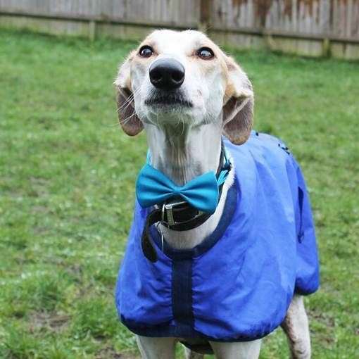 Volunteers will look after dogs like Henry for a couple of weeks or months