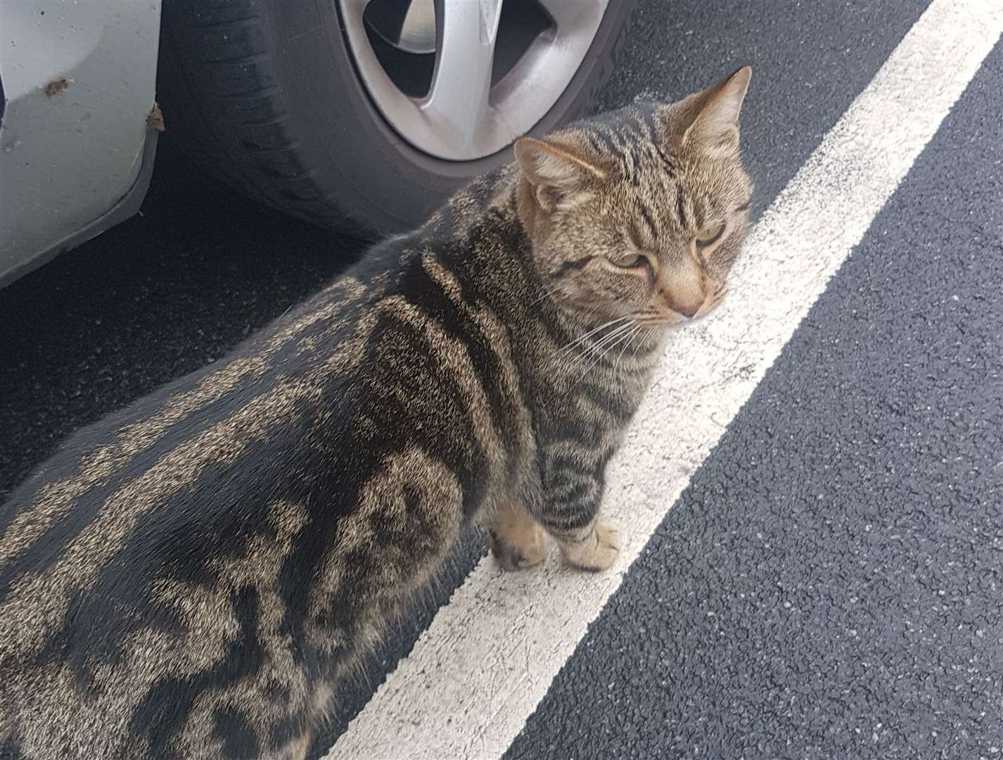 Tyson often greets shoppers at their cars