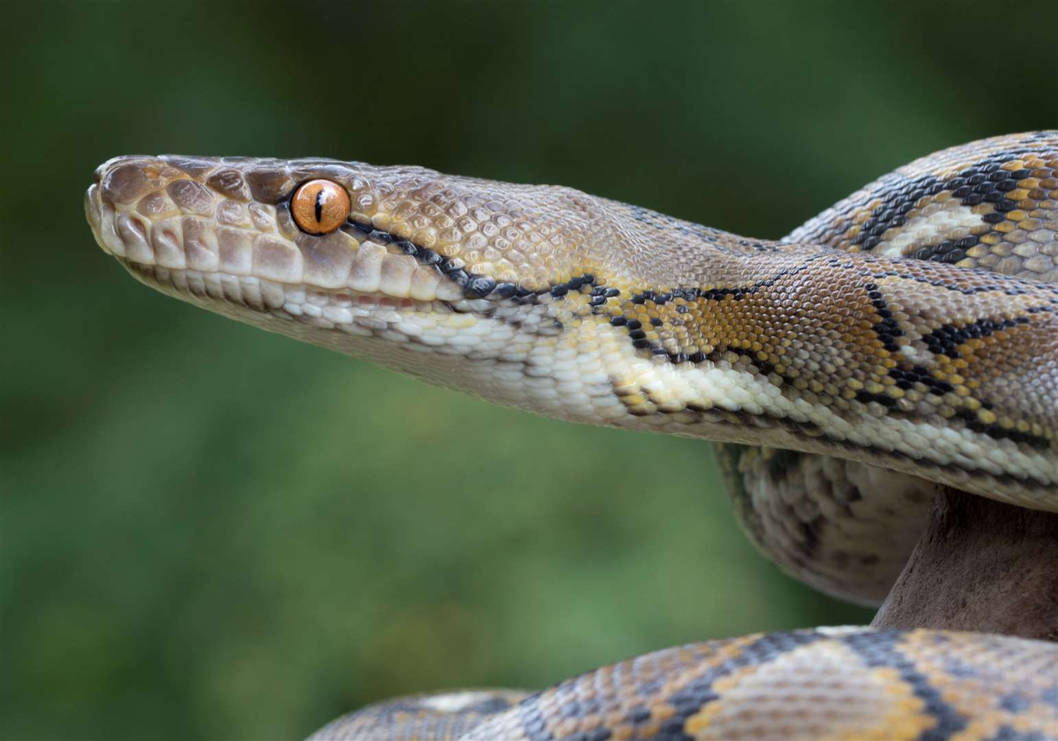 The RSPCA says the warm weather can see animals go on the move more. Image: iStock.