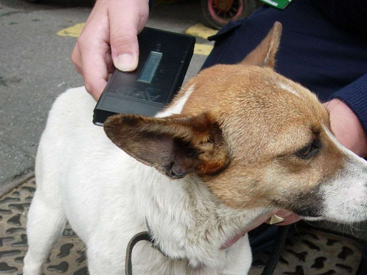 A dog found by Swale's dog warden. Picture: Karen Jeal