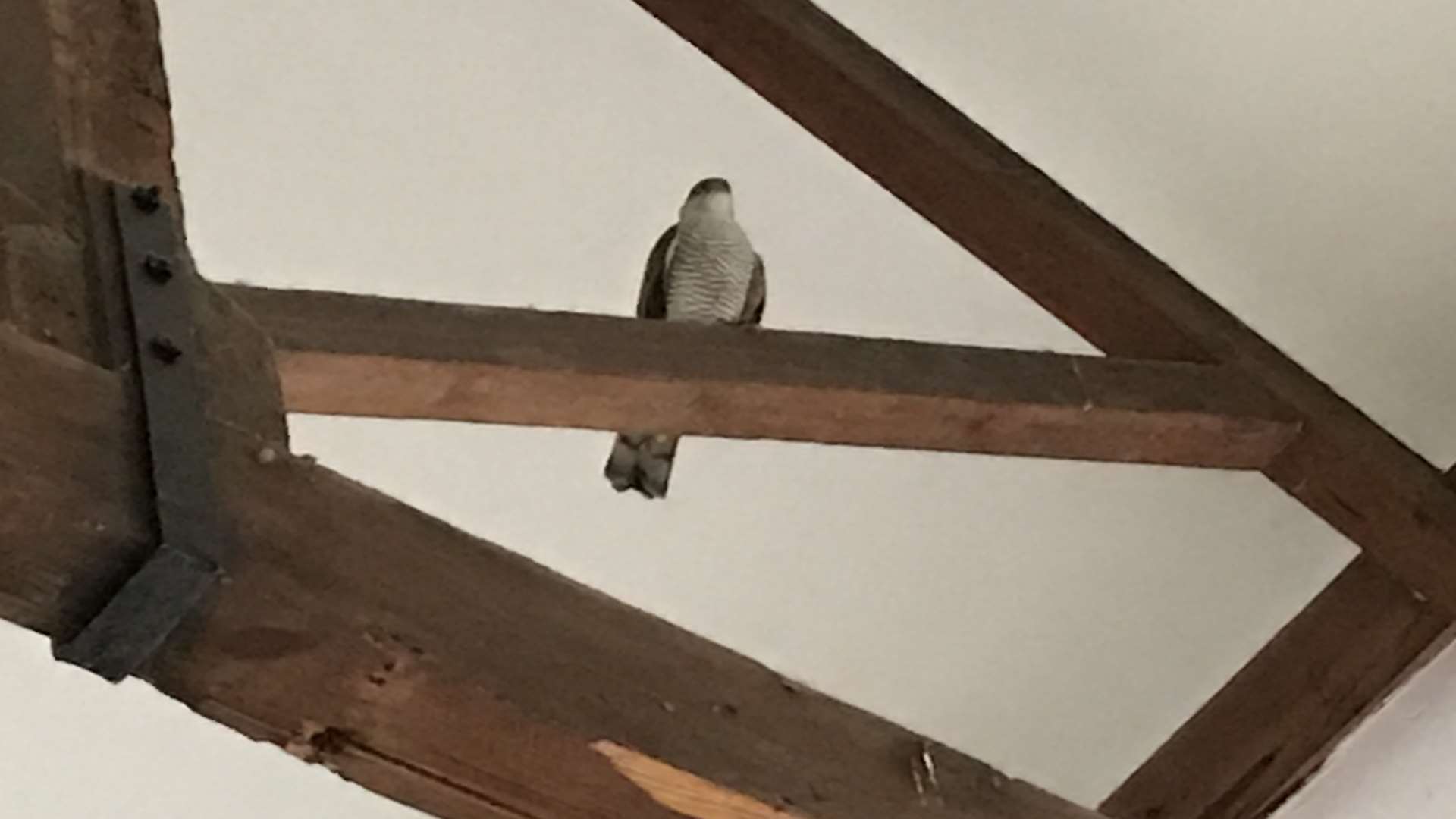 The sparrowhawk high up on a beam at Dover Castle.