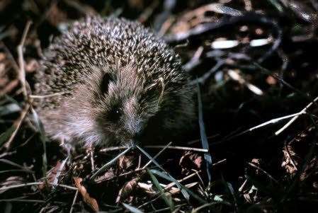 Make a home for a hedgehog Picture: National Trust Images