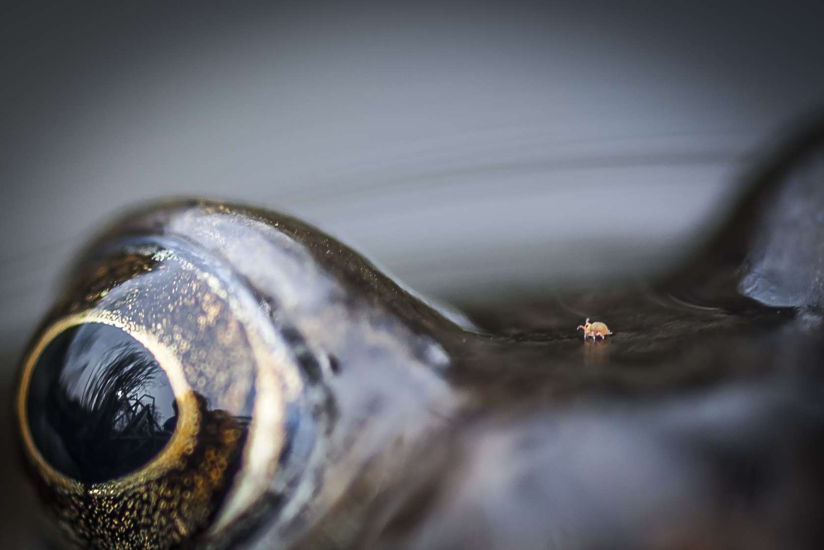 Mite on a Frog by Chris Speller