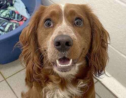 Springer spaniel Buddy. Picture: Last Chance Animal Rescue