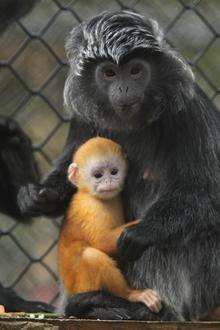 Javan langur baby Malang has settled in well following his birth at Howletts wild animal park. Picture: Dave Rolfe/Aspinall Foundation