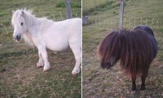 The two wounded ponies. Picture courtesy of Little Farthingloe Farm