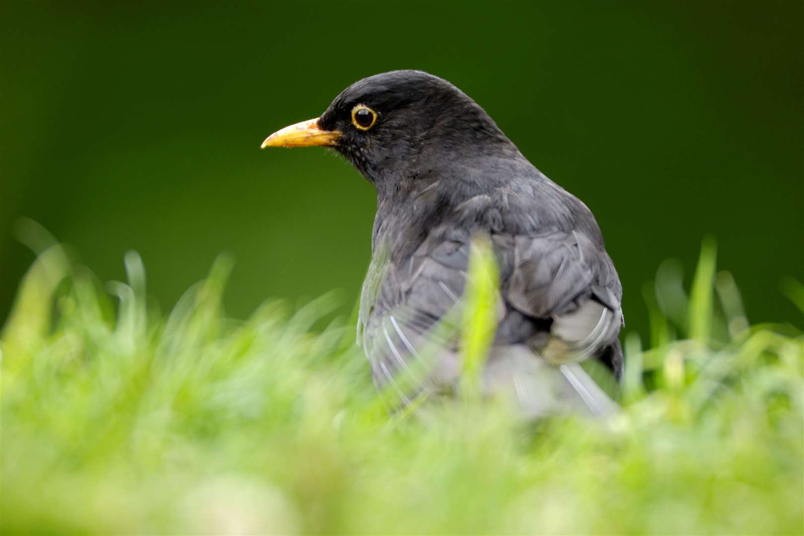 The survey takes place across the last weekend in January. Photo: Ray Kennedy (RSPB images).